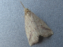 Hypenomorpha calamina