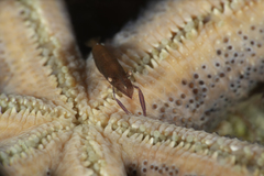Zenopontonia soror