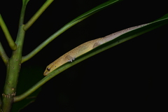 Bavayia septuiclavis