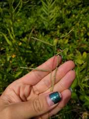 Paspalum scrobiculatum