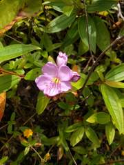 Melastoma septemnervium