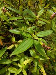 Melastoma septemnervium