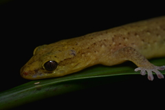 Bavayia septuiclavis