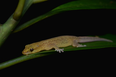 Bavayia septuiclavis