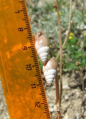 Georginapaeus hohenackeri