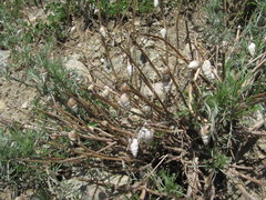 Georginapaeus hohenackeri