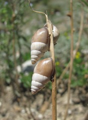 Georginapaeus hohenackeri