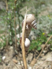 Georginapaeus hohenackeri