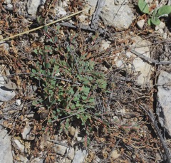 Euphorbia serpens