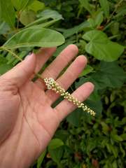 Citharexylum caudatum