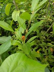 Citharexylum caudatum