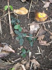 Strobilanthes reptans