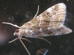 Elophila turbata