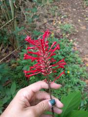 Odontonema cuspidatum
