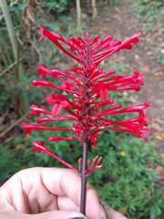 Odontonema cuspidatum