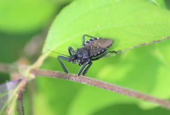 Apiomerus longispinis