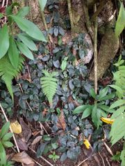 Strobilanthes reptans