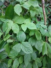 Dioscorea pentaphylla