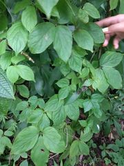 Dioscorea pentaphylla