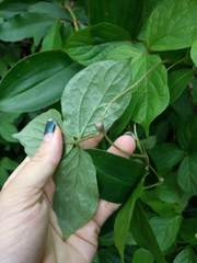 Dioscorea pentaphylla