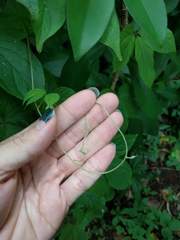 Dioscorea pentaphylla