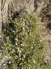 Delosperma inconspicuum