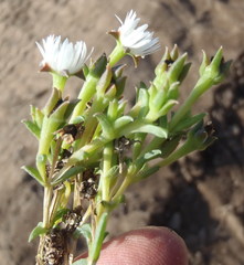 Delosperma inconspicuum