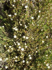 Delosperma inconspicuum