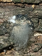 Spinellus