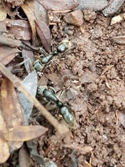 Bothroponera sulcata