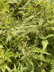 Artemisia integrifolia