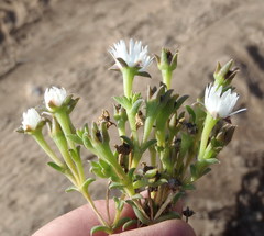 Delosperma inconspicuum