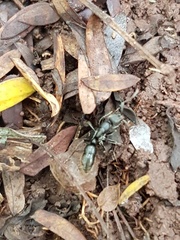 Bothroponera sulcata