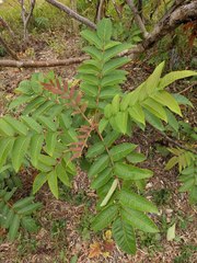 Rhus sandwicensis