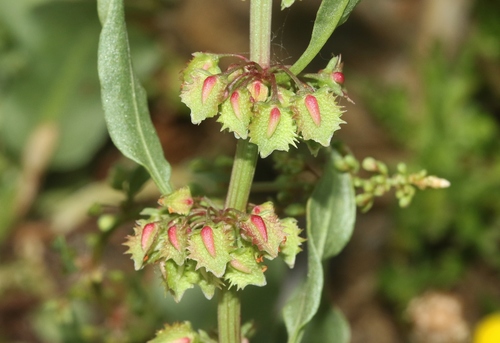 Rumex dentatus iNat (3)
