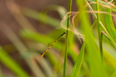 Ischnura hastata