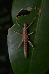 Canachus
