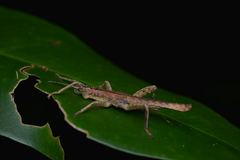 Canachus