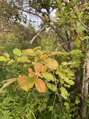 Salix pyrolifolia