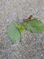 Corylus sieboldiana