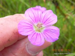 Geranium multisectum
