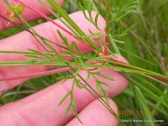 Geranium multisectum