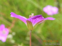 Geranium multisectum