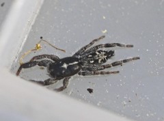 Ocrisiona melancholica