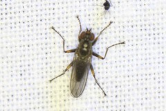 Trichopalpus fraternus