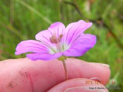 Geranium multisectum