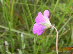Geranium multisectum