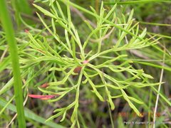 Geranium multisectum