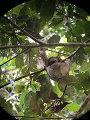 Bradypus tridactylus
