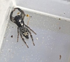 Ocrisiona melancholica